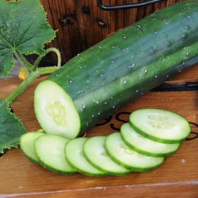 4 Cucumber Plants Live Marketmore 76 Cucumber Live Plant for Growing 4 Inc Pot Live Vegetable Plants for Gardening Outdoors Indoors 6 Inc to 8 Inc Tall