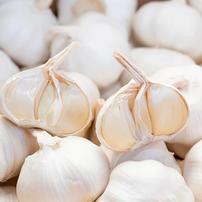 1 Pound Music Hardneck Garlic Bulbs for Planting Fresh High-Yield Hardy Garlic for Garden or Container Growing