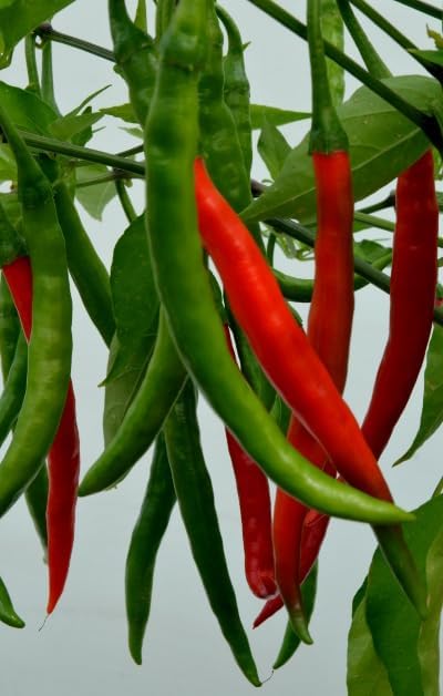 60 Jyoti Indian Hot Pepper Chili Seeds