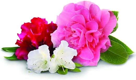 Jobe'S Plant Food Azalea  Camellias &amp Rhododenron Spikes 9-8-7 Spike 10 / Pack