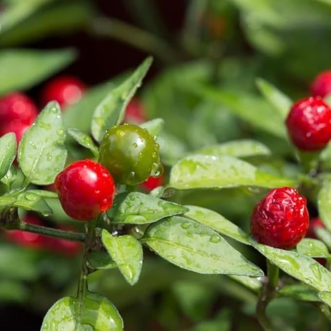 No CA Chiltepin Pepper Live Plant 120 Days Old Hot Chile Chiltepin Pepper Plants Live Tepin Chili Pepper Plants 7 to 10 Inc Tall for Growing