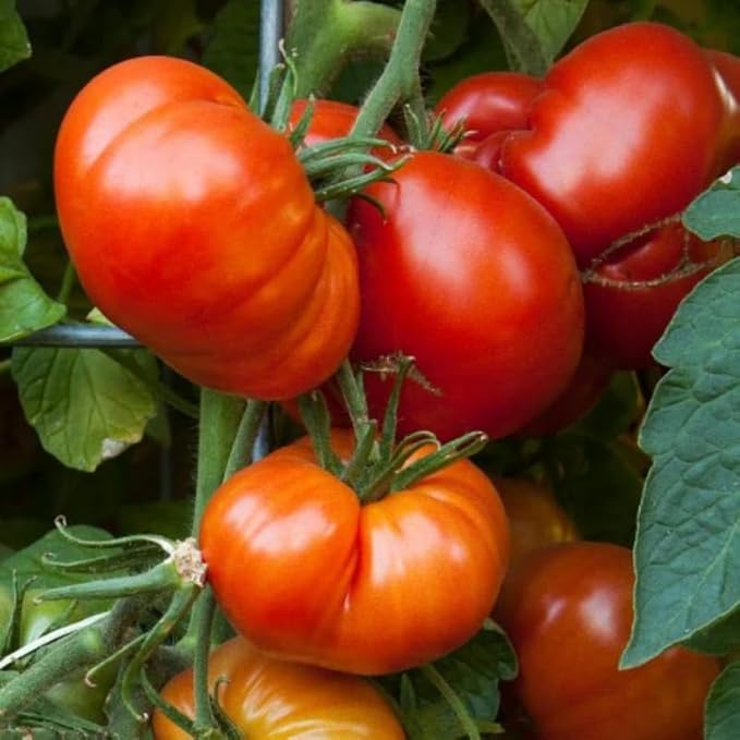 Pack 2 Pots Beefsteak Tomato Plants Live 4 Inch Pot Tomato Plants Live for Planting Outdoors Size 4 to 6 Inch