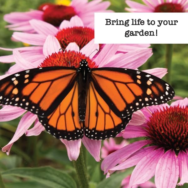 Ferry-Morse Wildflower Seed Bundle - Attracts Pollinators Non-GMO - 8 Pack