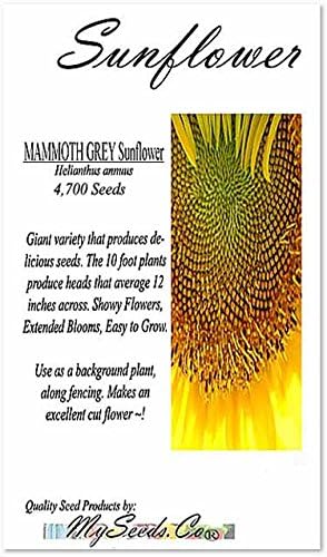 1 lb (4700+ Seeds) Mammoth Grey Stripe Sunflower (Helianthus annuus) - 9-12 Feet Tall Extended Bloom - Non-GMO Seeds by MySeeds.Co (1 lb Grey Stripe Sunflower)