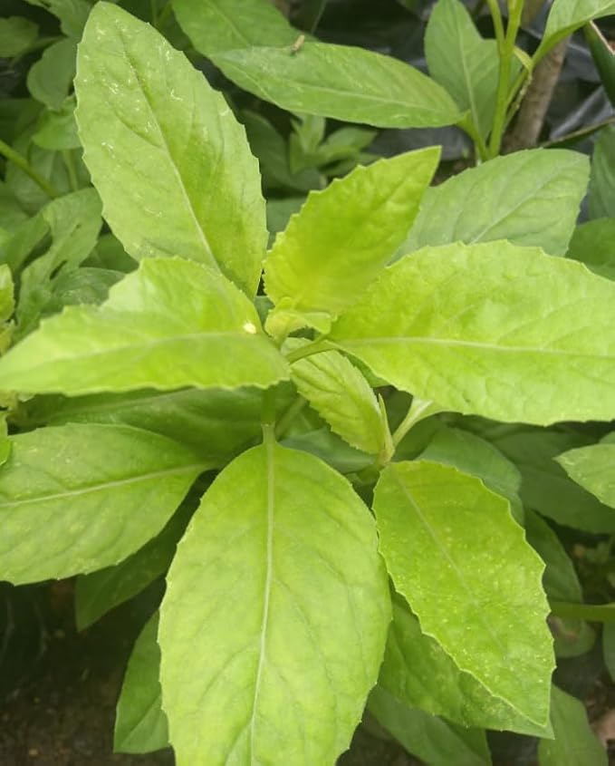 Set 4 Longevity Spinach Plants Green Gynura Vegetables Seedlings Perennial Spinach Shurb 4-6 Inch Tall