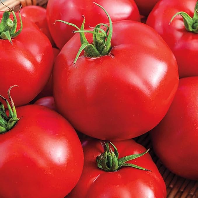 2 Tomato Plants Live 4 to 8 Inch Tall Big Beef Tomato Plants Tomato Plants Live Heirloom Tomato Plants Tomato Plants Live for Planting Outdoors