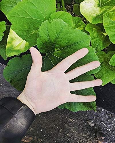 Veg 5-3-4 4lbs