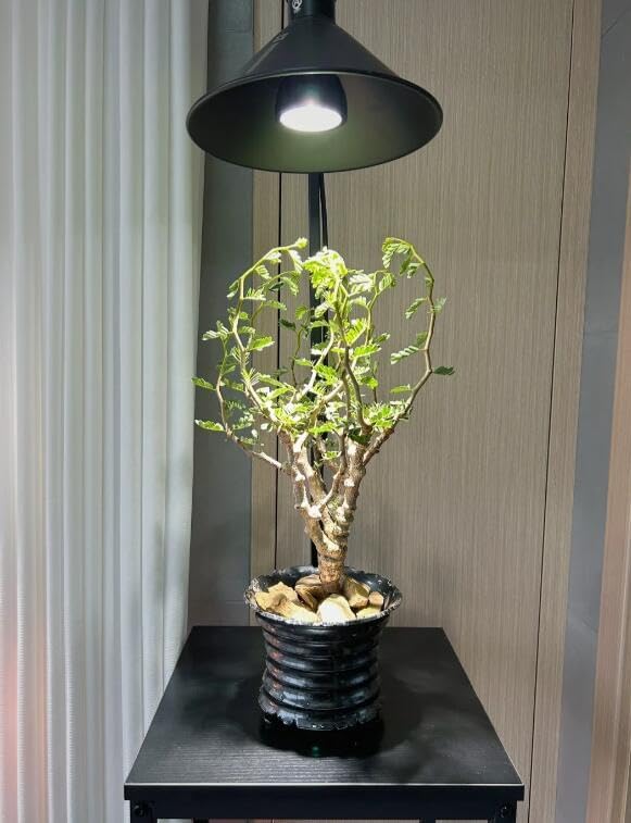 Free Standing Plant Grow Stand Lighting Adjustable Height 5.9 Feet Plug Cord with Timer Switch E26 Base Black Shade Simple Design (Bulb Not Included)