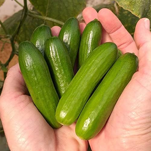 Park Seed Variety of Cucumber &amp Pepper Seeds – Mini-Me F1 Organic Cucumber &amp Park’s Whopper Jalapeño | Easy to Grow Non-GMO Perfect for Snacking Pickling &amp Spring Gardens