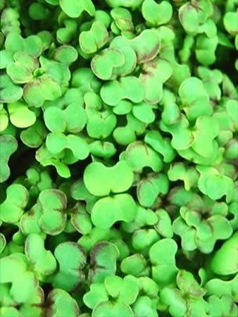 Red Giant Mustard Seeds: 4 Oz - Non-GMO Seeds for Herb Gardening Growing Microgreens Vegetable Garden