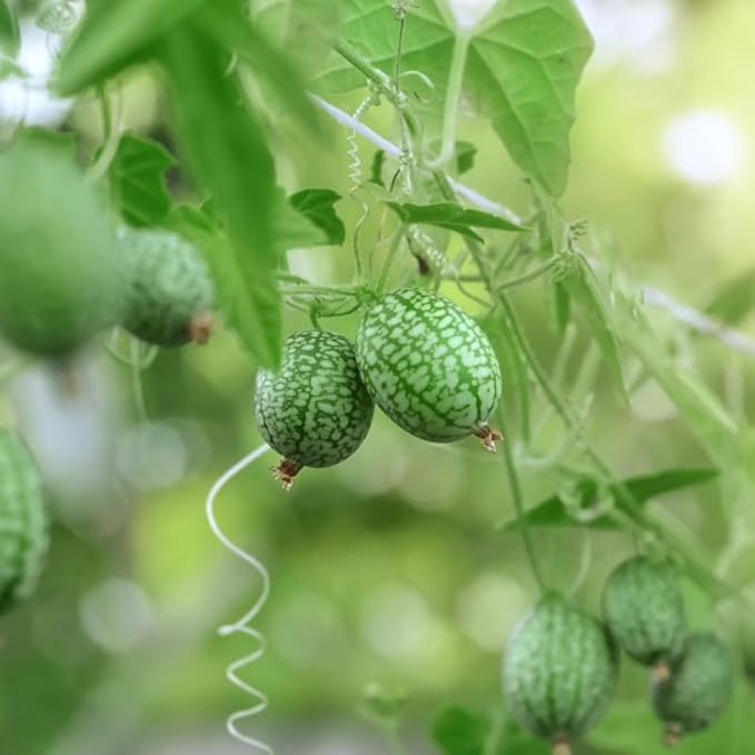 Cucamelon Plant 4 Inch Pot Mini Cucumber Plants Potted 4 to 8 Inch Tall Seedlings for Planting Garden