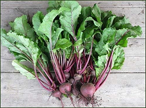 Bulk Organic Detroit Dark Red Beet Seeds Non GMO (25 Lbs)