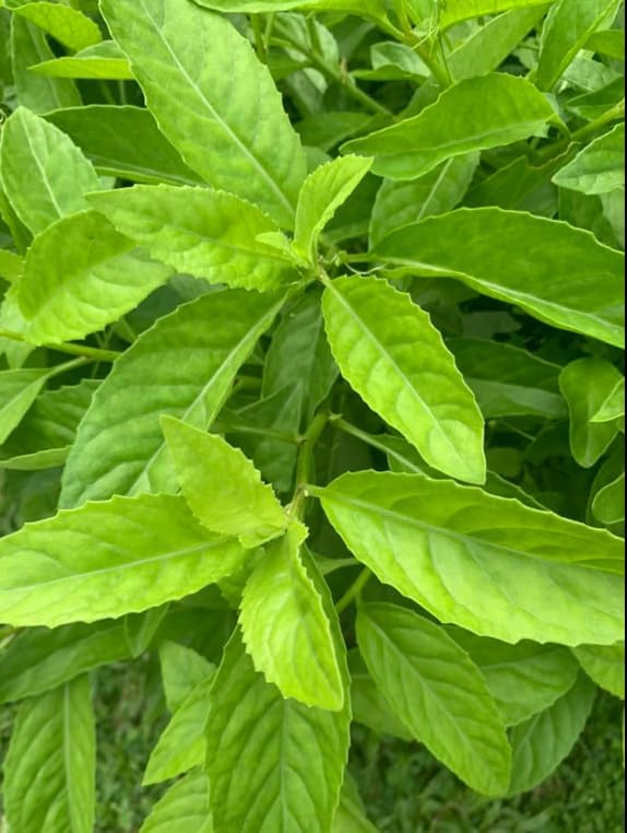 Set 4 Longevity Spinach Plants Green Gynura Vegetables Seedlings Perennial Spinach Shurb 4-6 Inch Tall