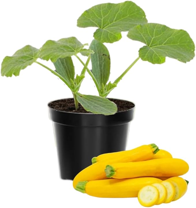 3 Live Squash Plants Zucchini Plants Seedlings Yellow Squash Plant Live in 4 Inch Pot