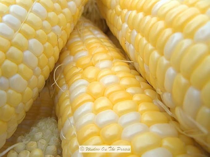 Bi-Color Sweet Corn Non-GMO Seeds 1 Pound (3000+ Seeds) - by Seeds2Go