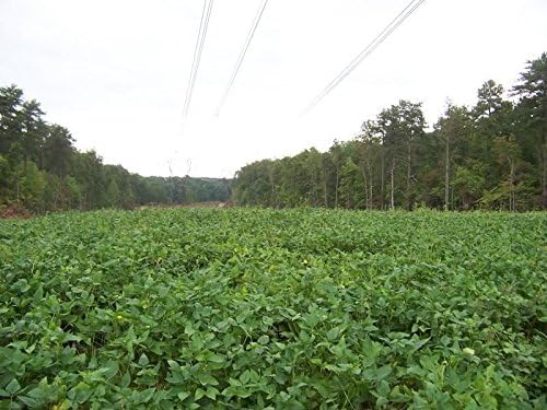 Iron and Clay Cowpea 5 Lbs. Excellent for quail dove Avg. 4000 seeds/lb.