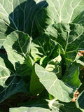 Collards Morris Heading Great Heirloom Vegetable by Seeds Kingdom Bulk 1 Lb Seeds