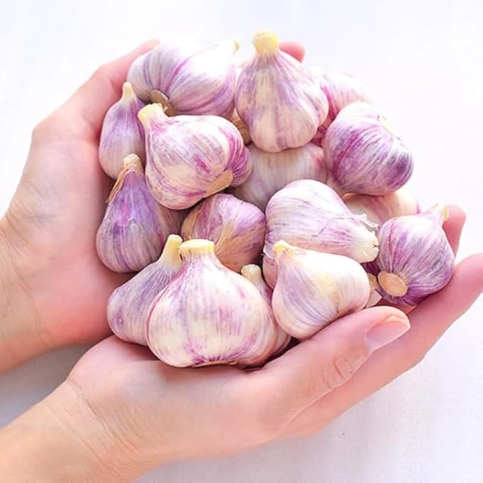 1 Pound Purple Hardneck Garlic Bulbs for Planting Fresh High-Yield Hardy Garlic for Garden or Container Growing