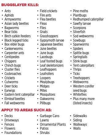 BUGGSLAYER Insecticide - Concentrate - Outdoor Box Elder Bugs Stink Bugs Asian Lady Beetles - 16 oz Bottle