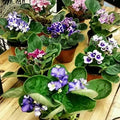 3PACK African Violet Plants -Assorted Colors