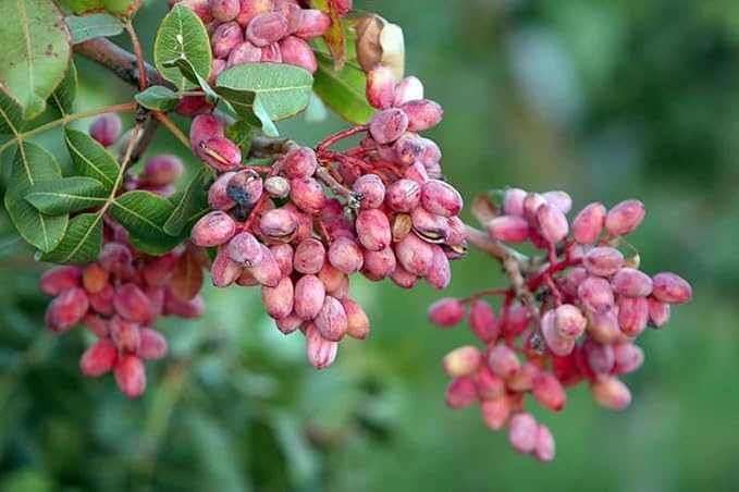 10 Pistachio NUT Tree Pistacia Vera Fruit Red Flowers Seeds