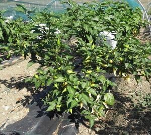 100 PEPPER SEEDSCoyote Zan White (Capsicum chinense) - from Brazil.