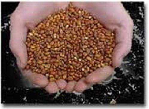 Iron and Clay Cowpea 5 Lbs. Excellent for quail dove Avg. 4000 seeds/lb.