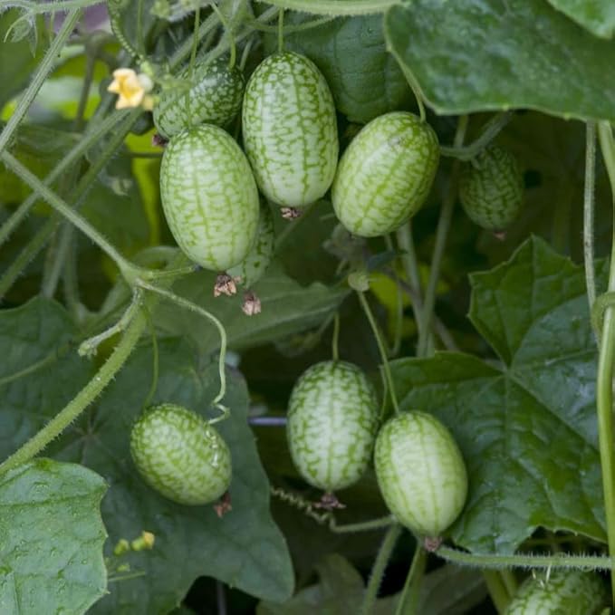 Cucamelon Plant 4 Inch Pot Mini Cucumber Plants Potted 4 to 8 Inch Tall Seedlings for Planting Garden