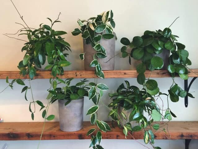 Gardenera Hoya Plant Premium Potting Mix - 4 Quart - Optimal Balance for Thriving Hoyas: Air Moisture and Nutrient Retention