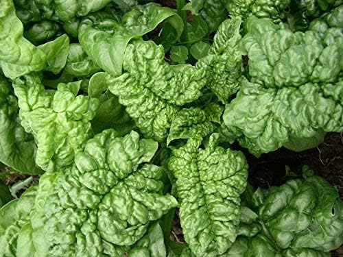 Organic Bulk Spinach Bloomsdale Long Standing Seeds Non GMO (25 Lbs)