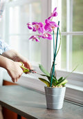 MIRGRO ORCHID FOOD SPIKE 10/PK6