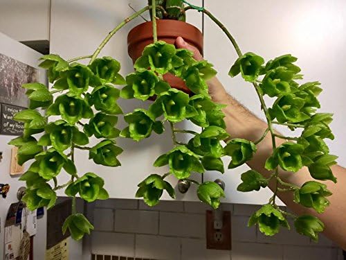 Orchid Fertilizer (MSU) 1lb Bag K-Lite (12-1-1-10Ca-3Mg) Excellent for Orchids &amp Houseplants - Urea Free (Greencare)