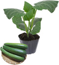 2 Green Squash Plants Live 4 to 6 Inch Tall Squash Zucchini Plants Gardening