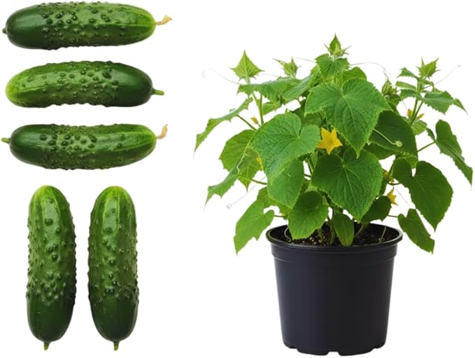 Set of 3 Marketmore Cucumber Plants Live Live Cucumber Plants 4 Inc Pot 4 to 7 Inc Long Starter Plant