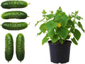 Set of 3 Marketmore Cucumber Plants Live Live Cucumber Plants 4 Inc Pot 4 to 7 Inc Long Starter Plant