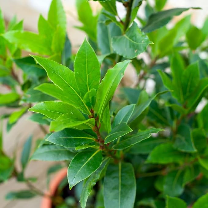 Bay Leaf Plant 5-8 Inch Tall Bay Leaf Tree Live Plant for Indoor Outdoor Garden 4 Inch Pot