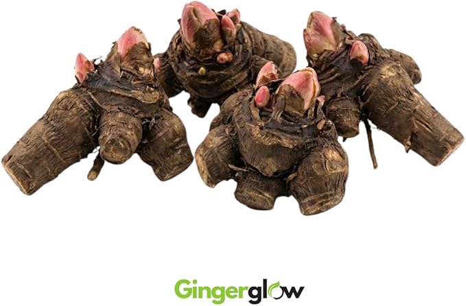 4 Large Rhubarb Crown Plants Fast-Growing Rhubarb Plants Root for Planting Big Size 6-7 Inch Crown Hardy Rhubarb Roots with High Yields and Giant Red Stalks