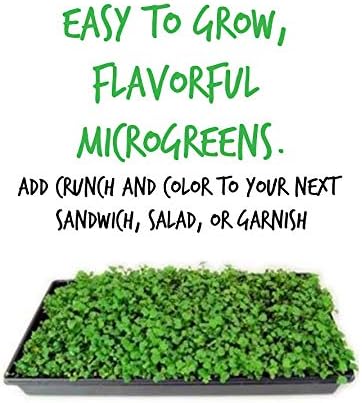 Purple Vienna Kohlrabi Seeds: 5 Lb - Non-GMO Vegetable Gardening &amp Micro Greens Growing Seed