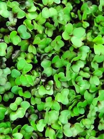 Purple Vienna Kohlrabi Seeds: 25 Lb - Bulk Non-GMO Vegetable Gardening &amp Microgreens Growing Seed