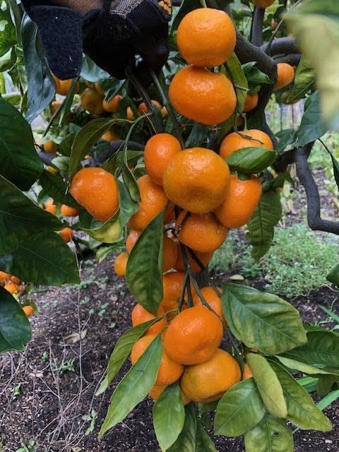Fruitmommy Organic Solutions Rapid Response - Fast-Acting Water Soluble Organic Fertilizer for Vegetables Plants Flowers &amp Fruit Trees