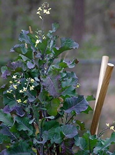 50 Seeds of Perennial Purple Tree Collards - Sweet Nutritious and Resilient Perennial Brassica!