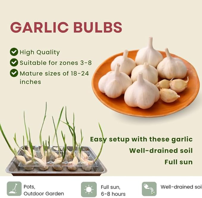 1 Pound Music Hardneck Garlic Bulbs for Planting Fresh High-Yield Hardy Garlic for Garden or Container Growing