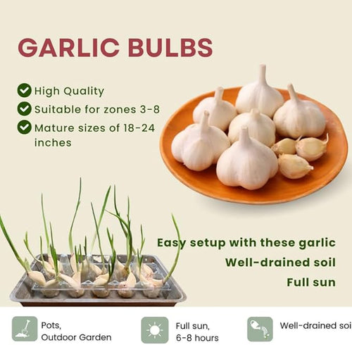1 Pound Music Hardneck Garlic Bulbs for Planting Fresh High-Yield Hardy Garlic for Garden or Container Growing