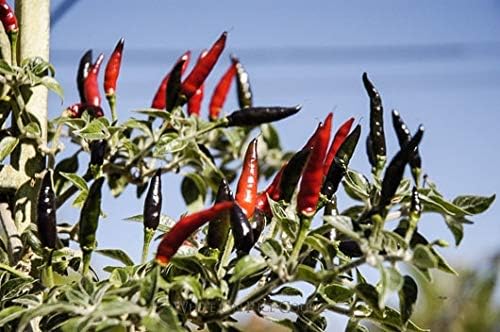 Black Cobra Pepper Live Plant Also Know as The African Chile de Arbol peper Plant Free GBFertilizer kit pakage per (Black Cobra Pepper 5 Gallon)