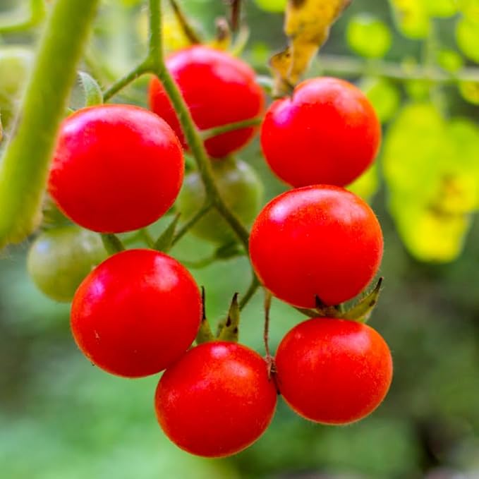 4 Tomato Plants Live for Planting Outdoors Starter Vegetable Plants Tree Tomato Plant 5 to 8 Inch Tall No Pot Cherry Tomato