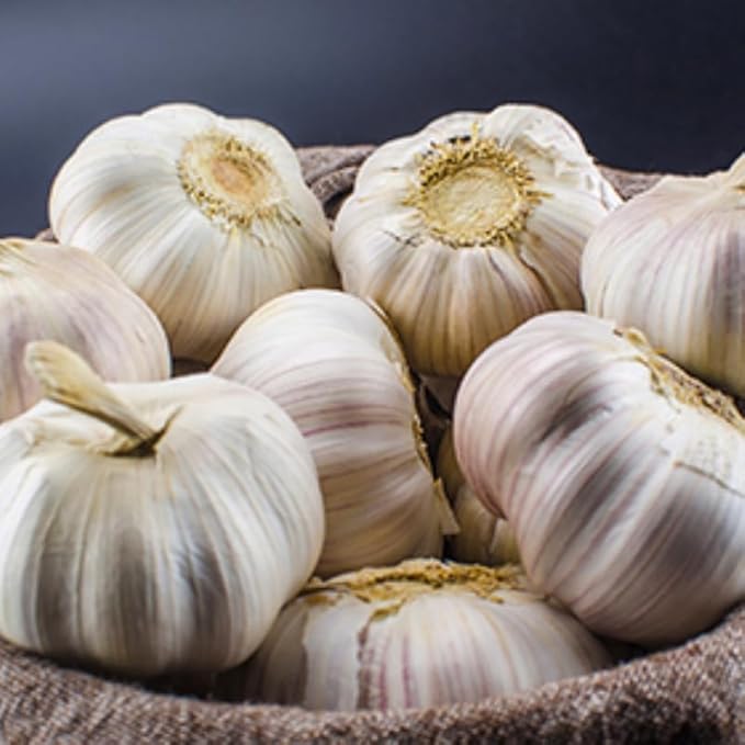 1 Pound Carlifornia Solfneck Garlic Bulbs for Planting Fresh High-Yield Hardy Garlic for Garden or Container Growing