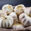 1 Pound Carlifornia Solfneck Garlic Bulbs for Planting Fresh High-Yield Hardy Garlic for Garden or Container Growing