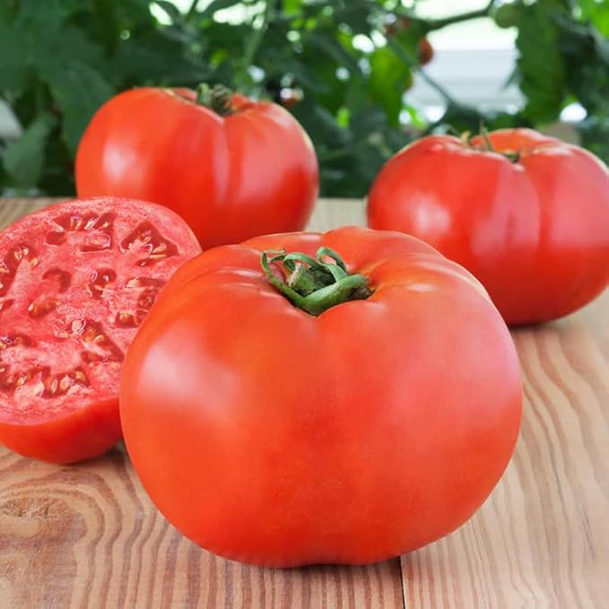 2 Tomato Plants Live 4 to 8 Inch Tall Big Beef Tomato Plants Tomato Plants Live Heirloom Tomato Plants Tomato Plants Live for Planting Outdoors