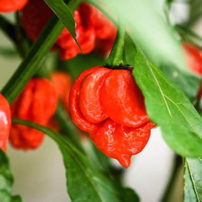 Pack 2 Red Carolina Reaper Pepper Live Plants Carolina Reaper Plants Live Carolina Reaper Pepper Plant Carolina Reaper Seedlings for Growing 80 Days Old Plants
