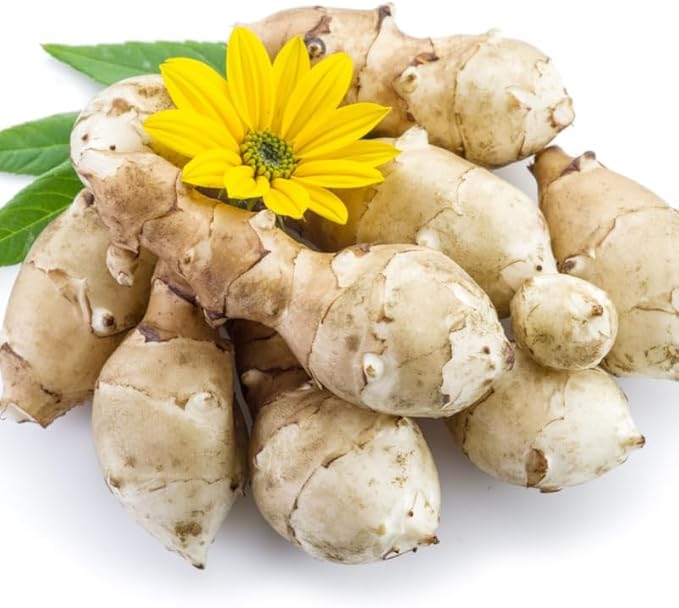 5 Jerusalem Artichoke Tubers for Planting Fresh Sunroots Sunchokes Edible Hardy Roots for Home Garden or Raised Beds